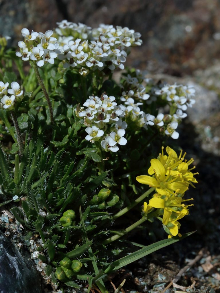 Pritzelago alpina (Alpine Hutchinsia) & Draba aizoides (Yellow Whitlowgrass)