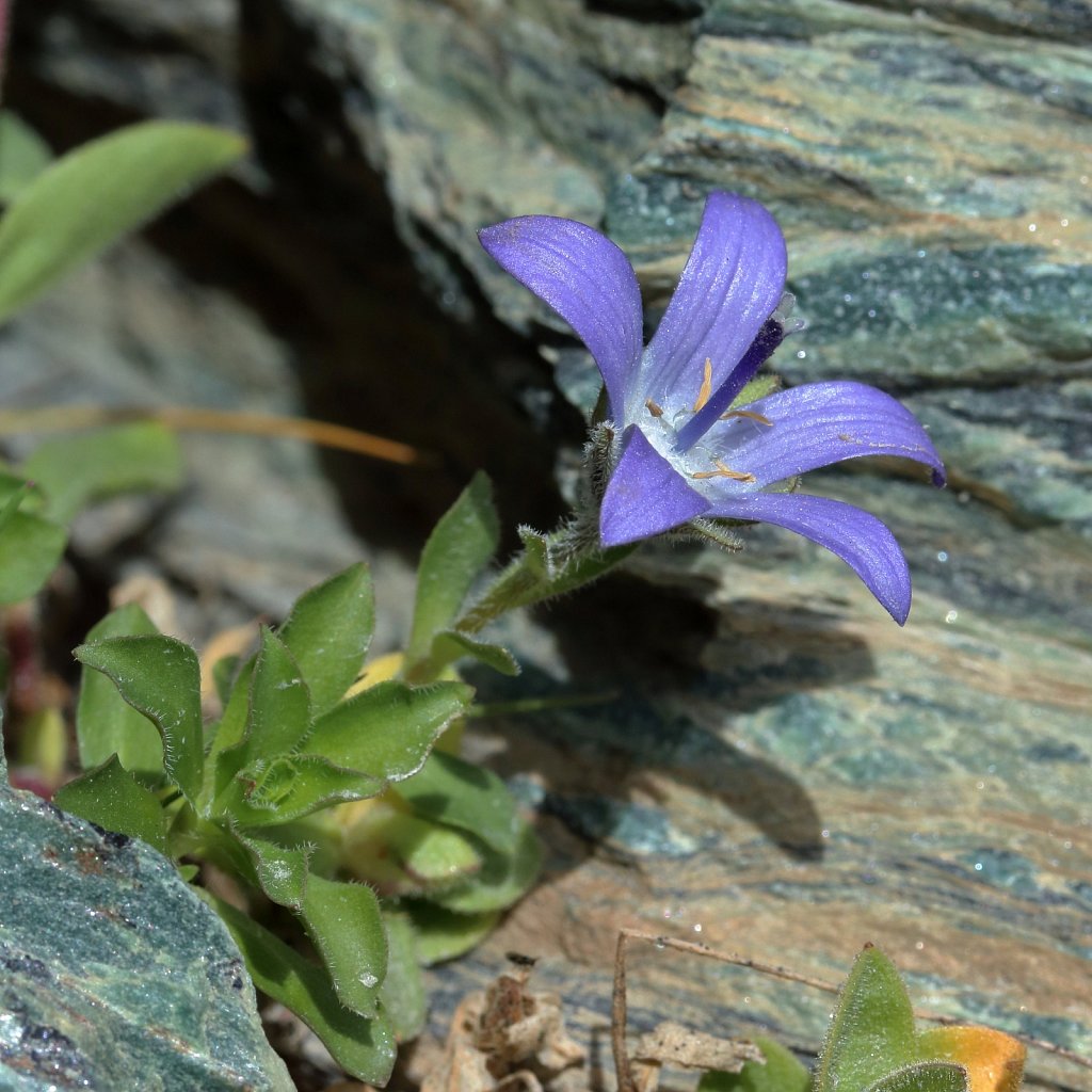 Campanula cenisia (Mount Cenis Bellflower)