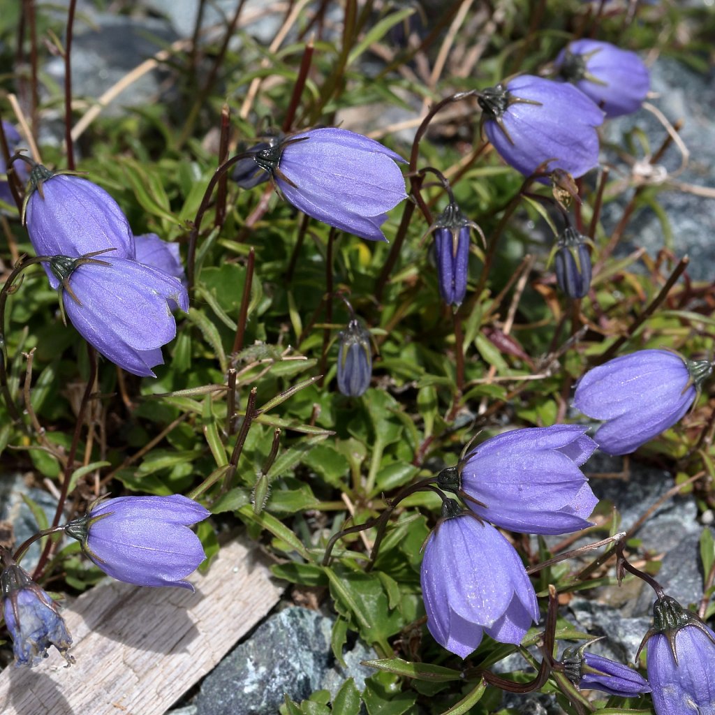 Campanula cochleariifolia (Small Belflower)