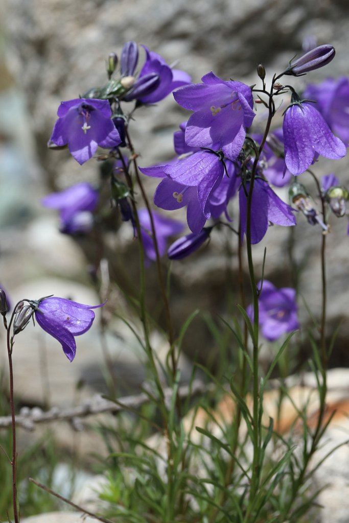 Campanula scheuchzeri (Scheuchzer's Bellflower)