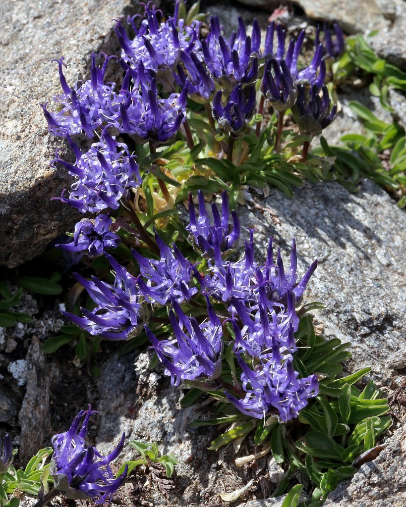 Phyteuma globulariifolium ssp pedemontanum (Globularia-leaved Rampion)