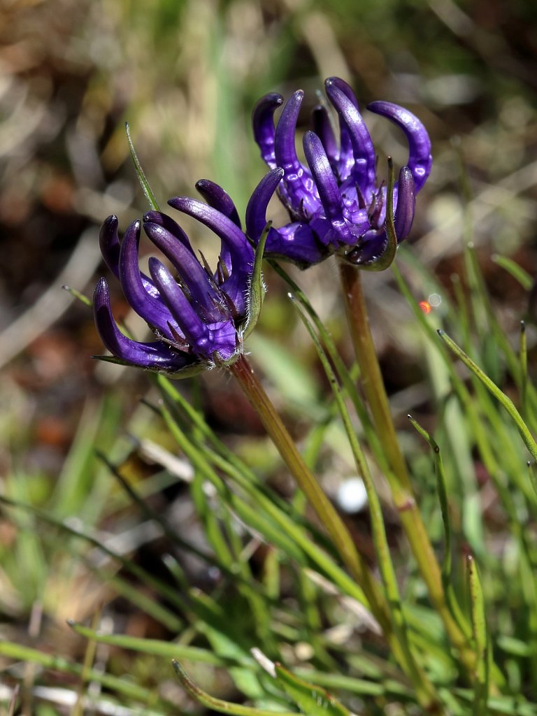 Phyteuma humile (Dwarf Rampion)