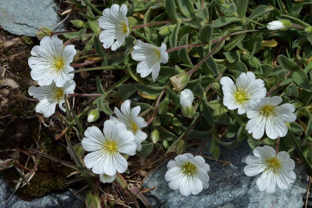 Cerastium latifolium (Broad-leaved Mouse-ear)