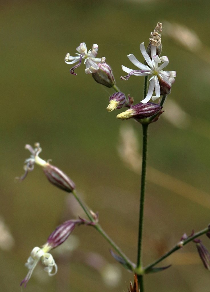 Silene nutans (Nottingham Catchfly)