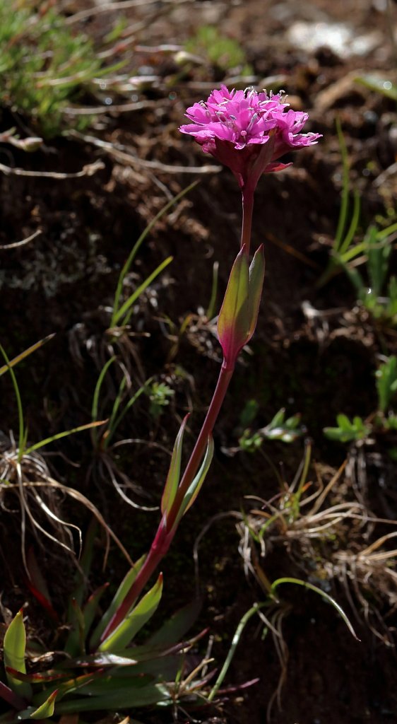 Silene suecica (Red Alpine Catchfly)