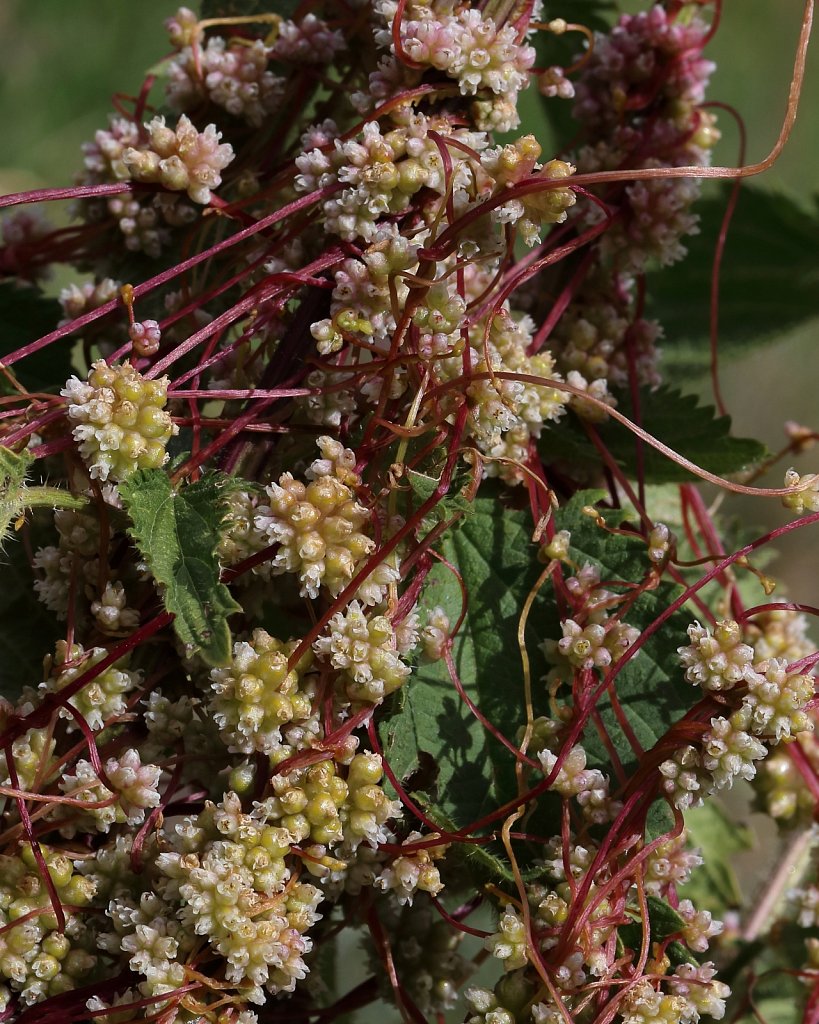 Cuscuta europaea (Greater Dodder)