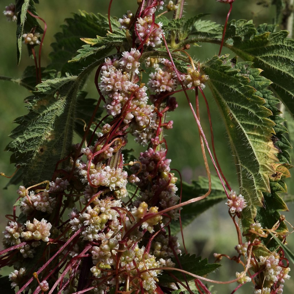 Cuscuta europaea (Greater Dodder)