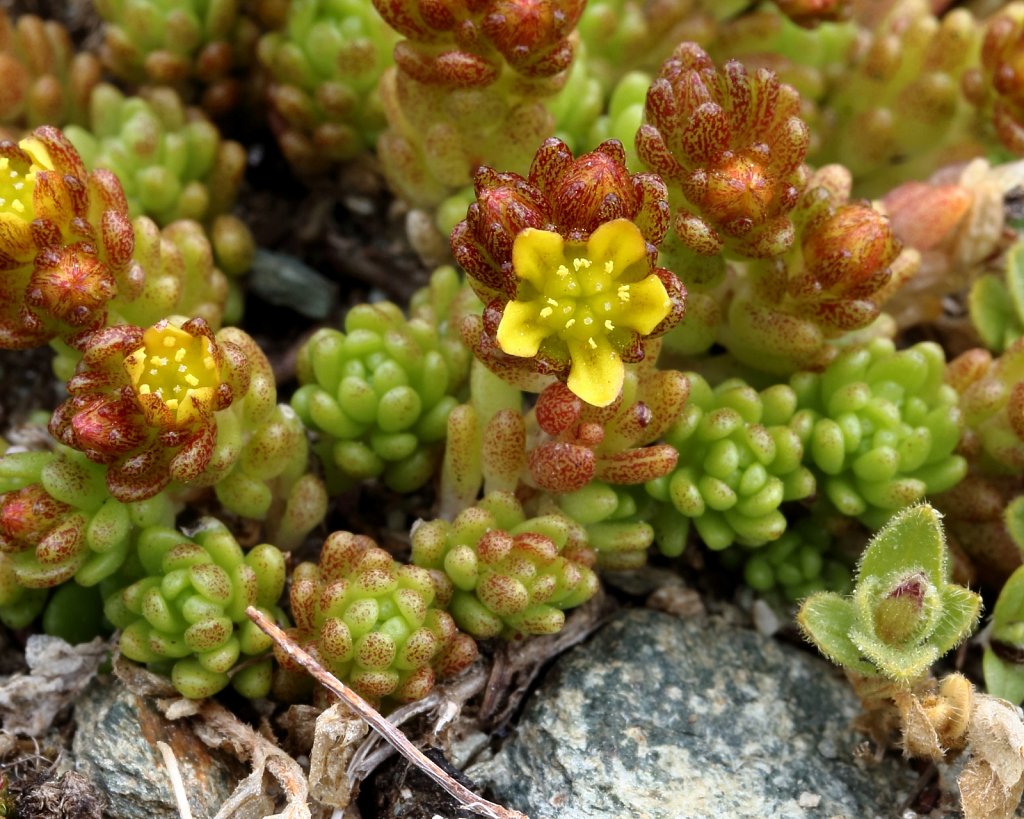 Sedum alpestre (Alpine Stonecrop)