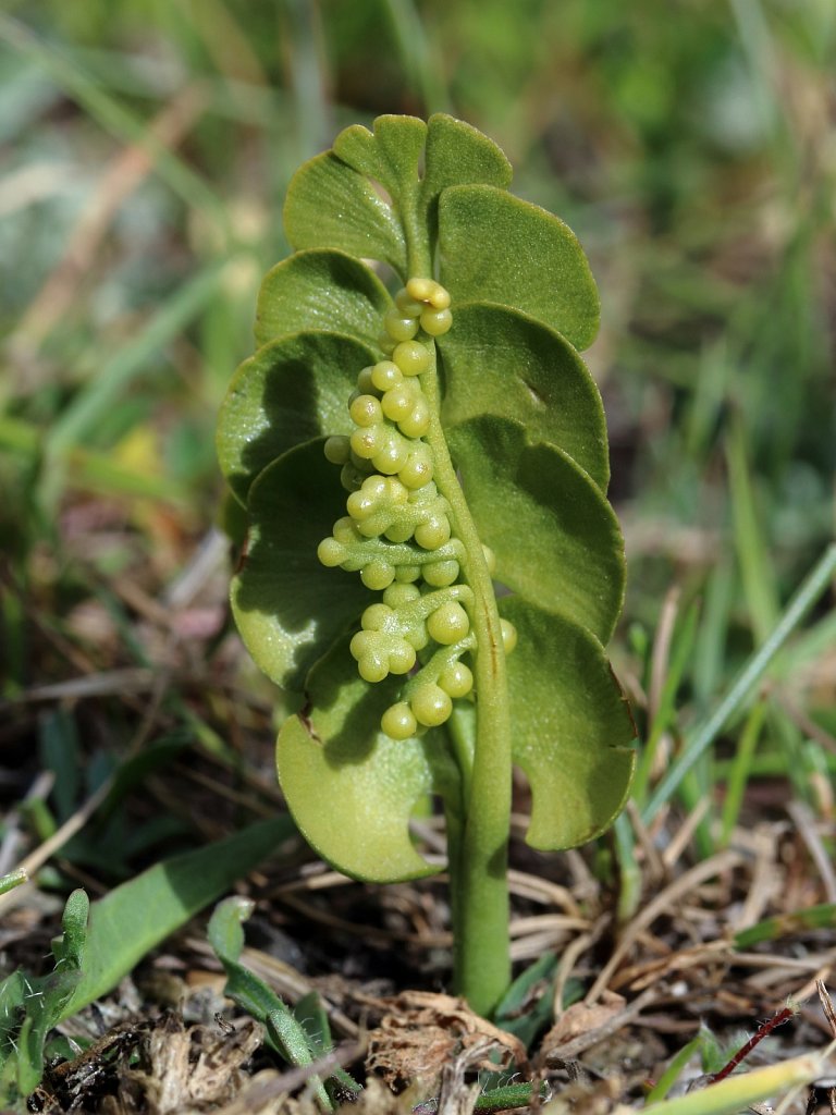 Botrychium lunaria (Moonwort)