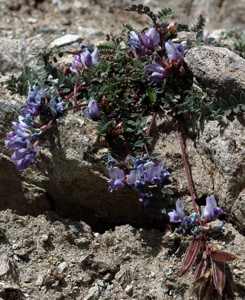 Oxytropis helvetica (Swiss Oxytropis)