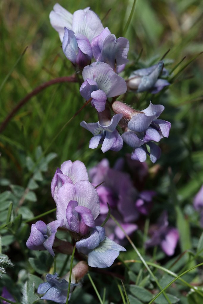 Oxytropis helvetica (Swiss Oxytropis)