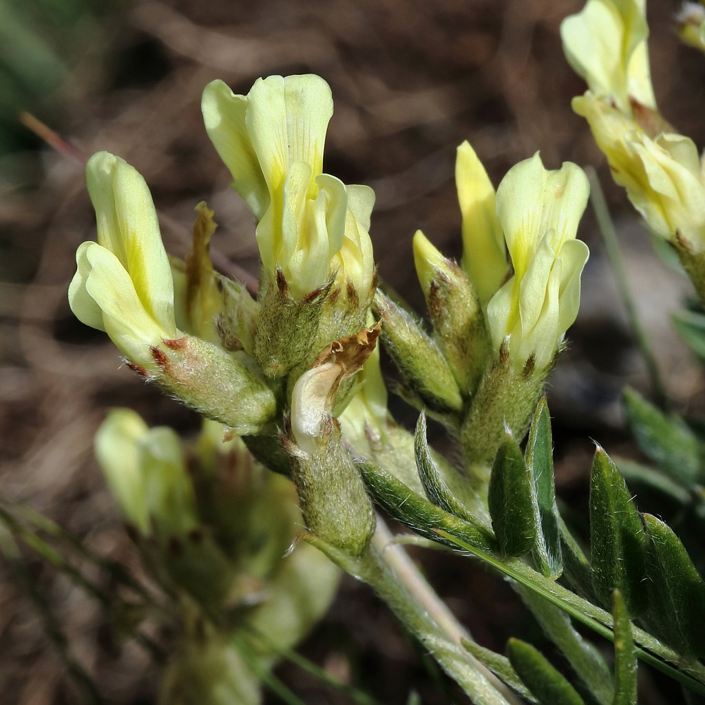 Oxytropis campestris (Yellow Oxytropis)