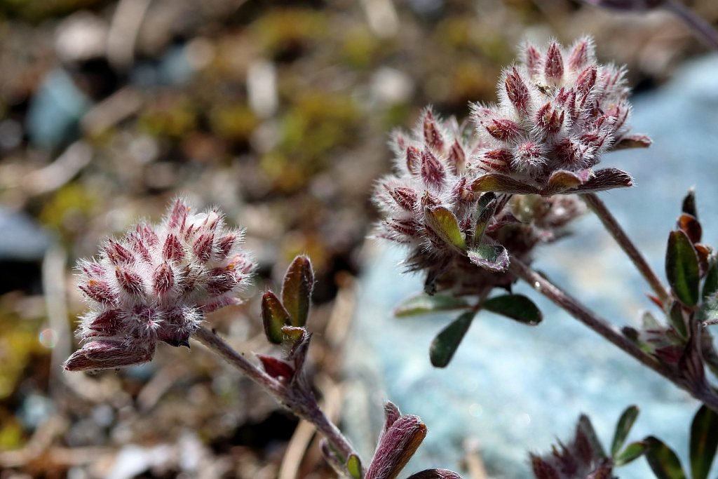 Trifolium saxatile (Rock Clover)