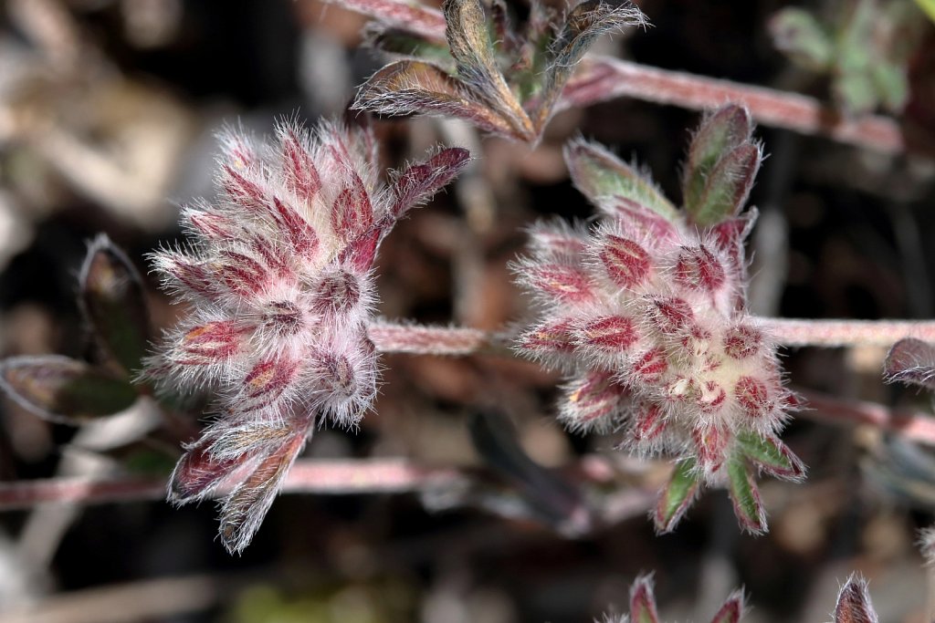 Trifolium saxatile (Rock Clover)