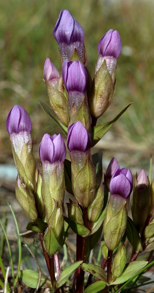 Gentiana campestris (Field Gentian)