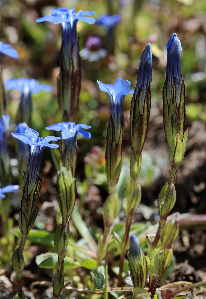 Gentiana nivalis (Snow Gentian)