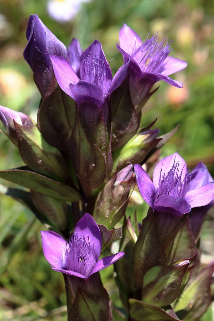 Gentiana campestris (Field Gentian)