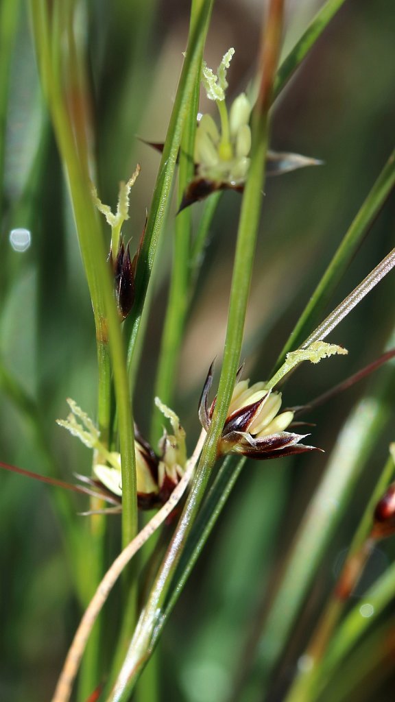 Juncus trifidus (Three-leaved Rush)