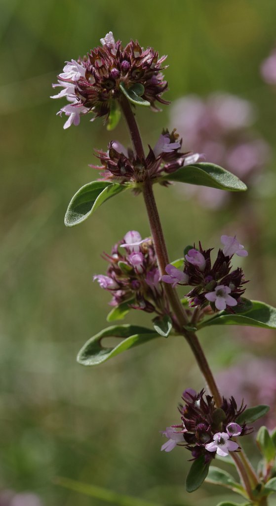 Thymus pulegioides (Large Thyme)