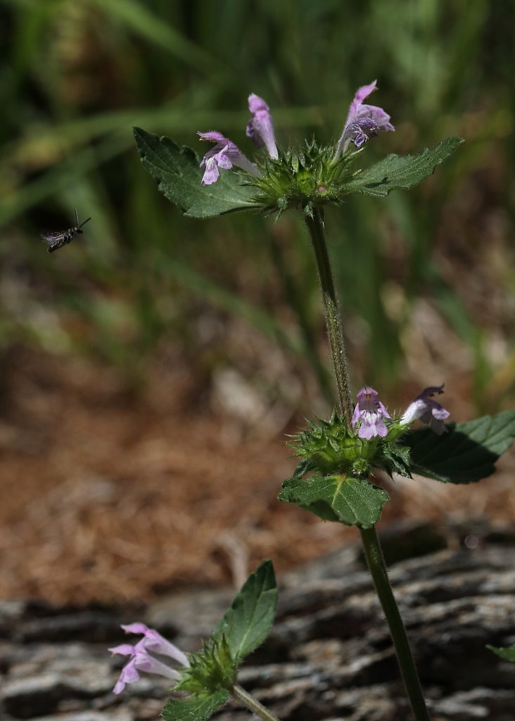 Galeopsis ladanum (Broad-leaved Hemp-nettle)