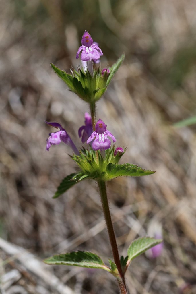 Galeopsis ladanum (Broad-leaved Hemp-nettle)