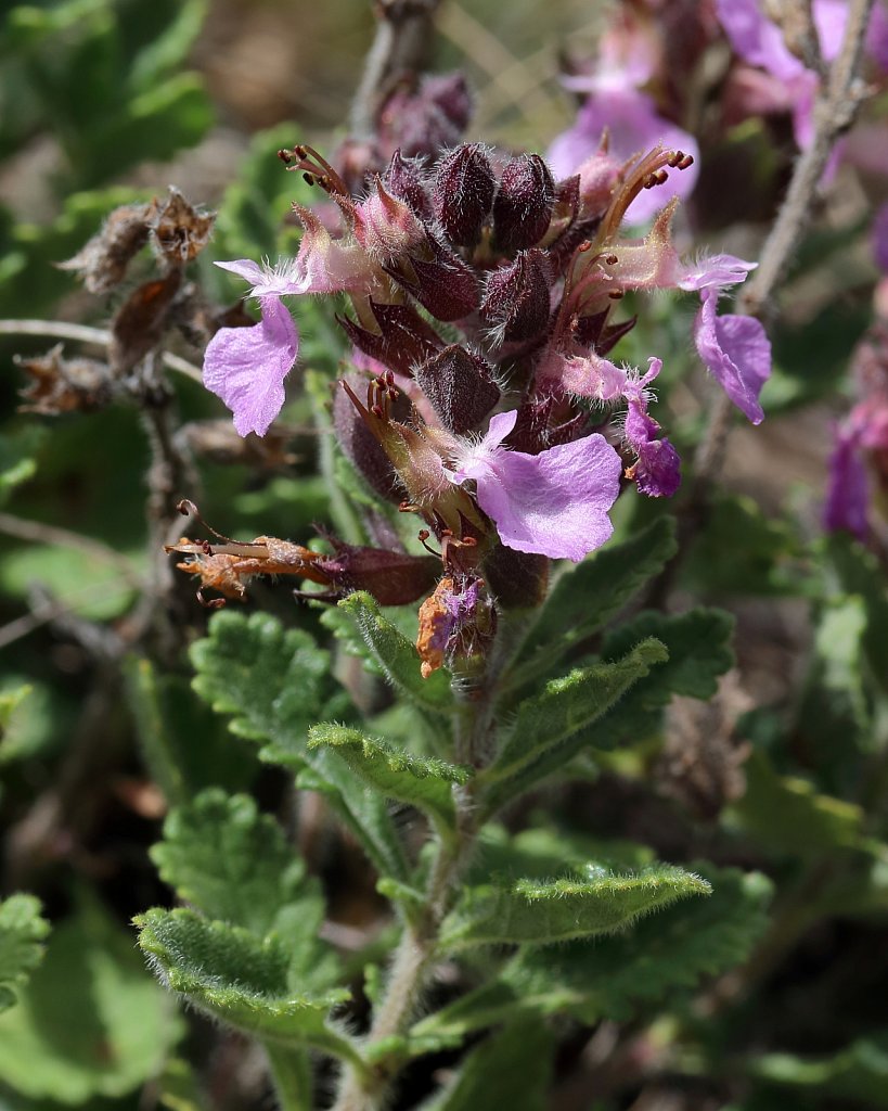 Teucrium chamaedrys (Wall Germander)