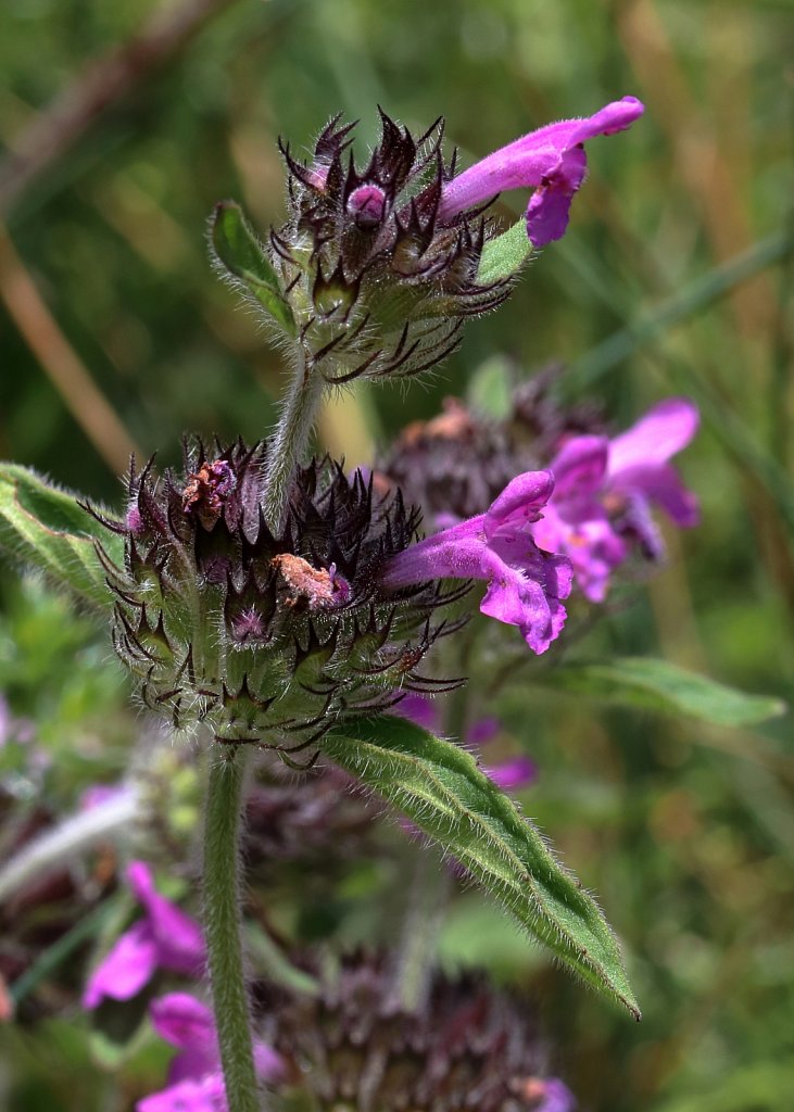 Clinopodium vulgare (Wild Basil)