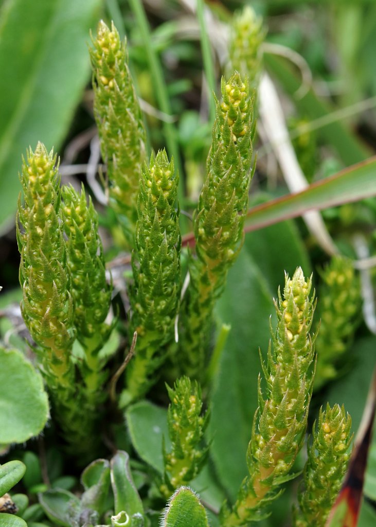 Selaginellaceae (Lesser Clubmosses)