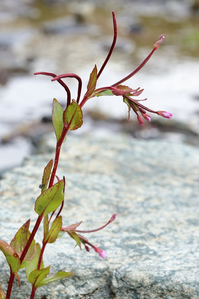 Epilobium alsinifolium (Chickweed Willowherb)