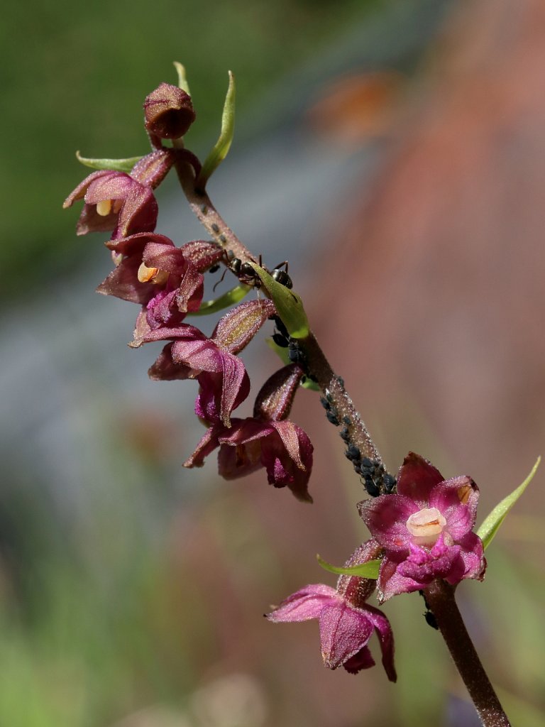 Epipactis atrorubens (Dark Red Helleborine)