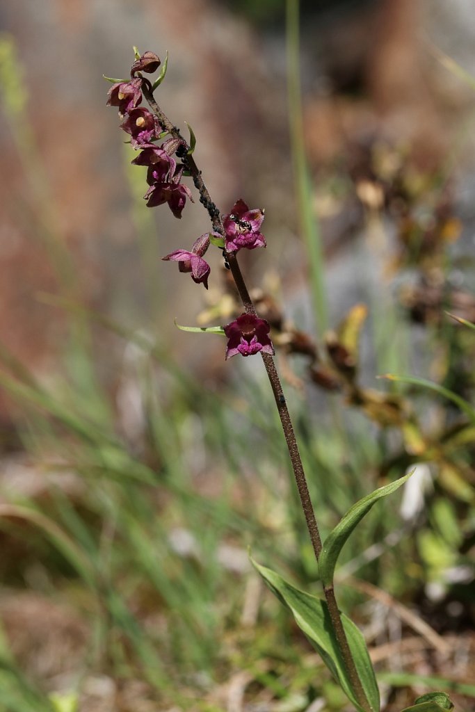 Epipactis atrorubens (Dark Red Helleborine)