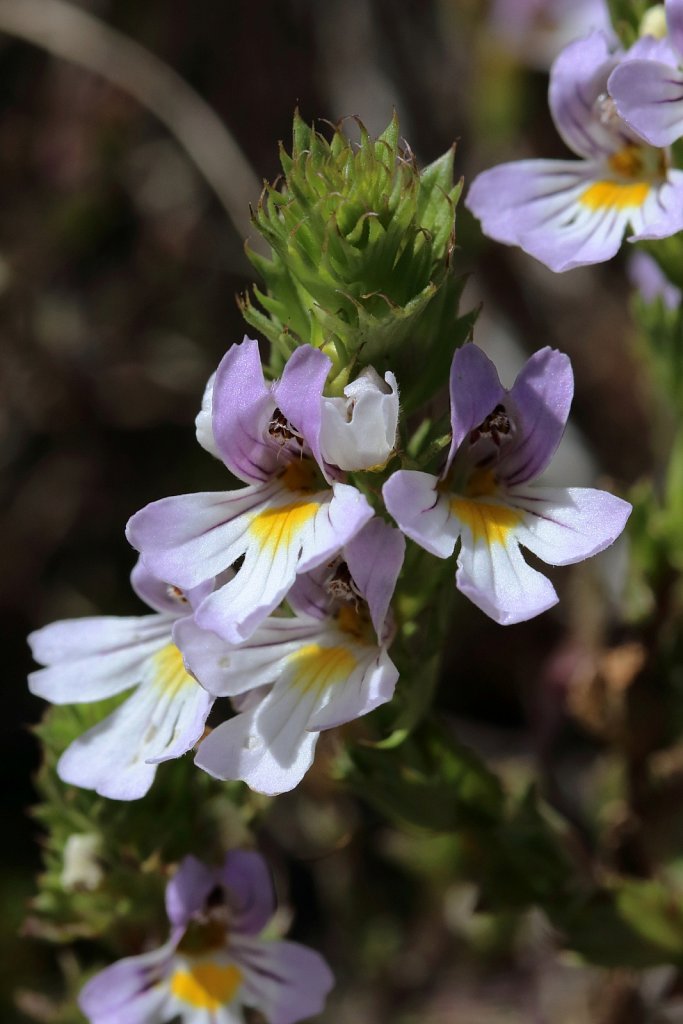 Euphrasia alpina (Alpine Eyebright)