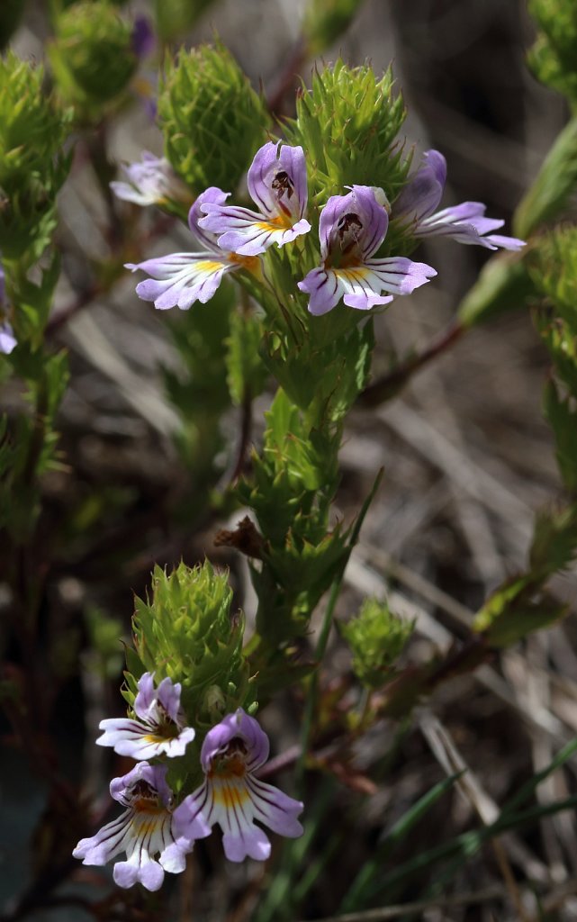 Euphrasia alpina (Alpine Eyebright)