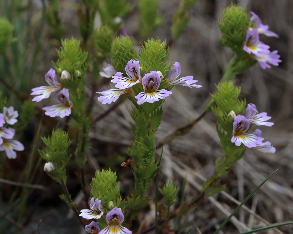 Euphrasia alpina (Alpine Eyebright)