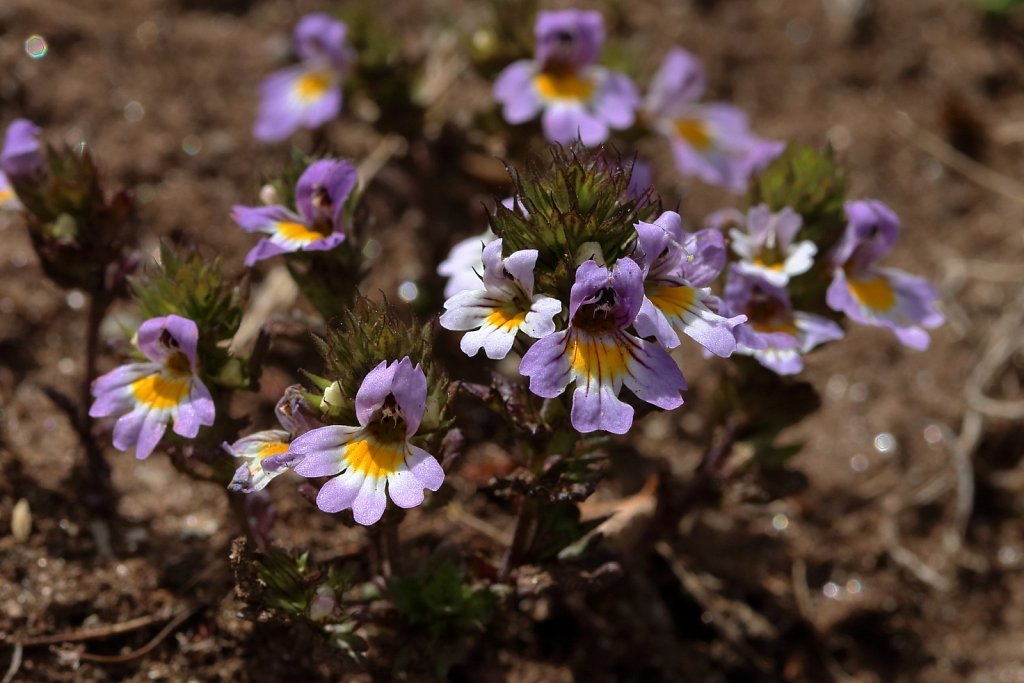 Euphrasia alpina (Alpine Eyebright)