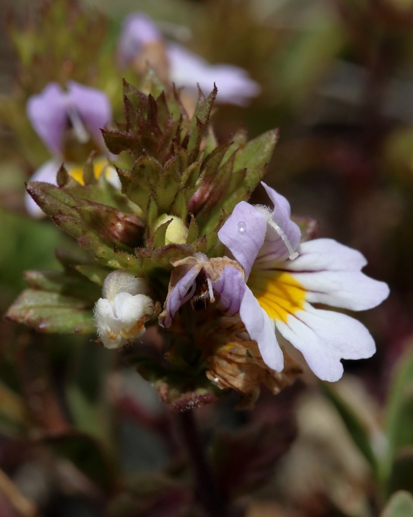 Euphrasia alpina (Alpine Eyebright)