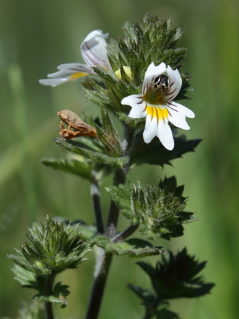 Euphrasia rostkoviana (Rostkov's Eyebright)