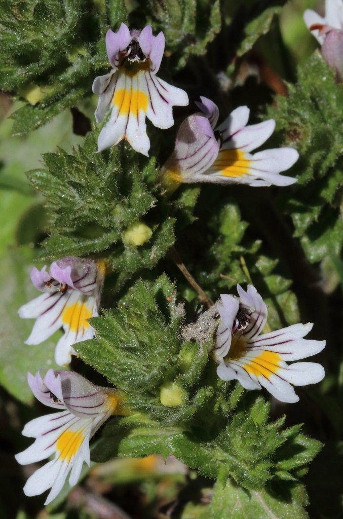 Euphrasia rostkoviana (Rostkov's Eyebright)