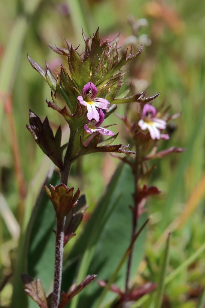 Euphrasia salisburgensis (Eyebright-of-Salzburg)