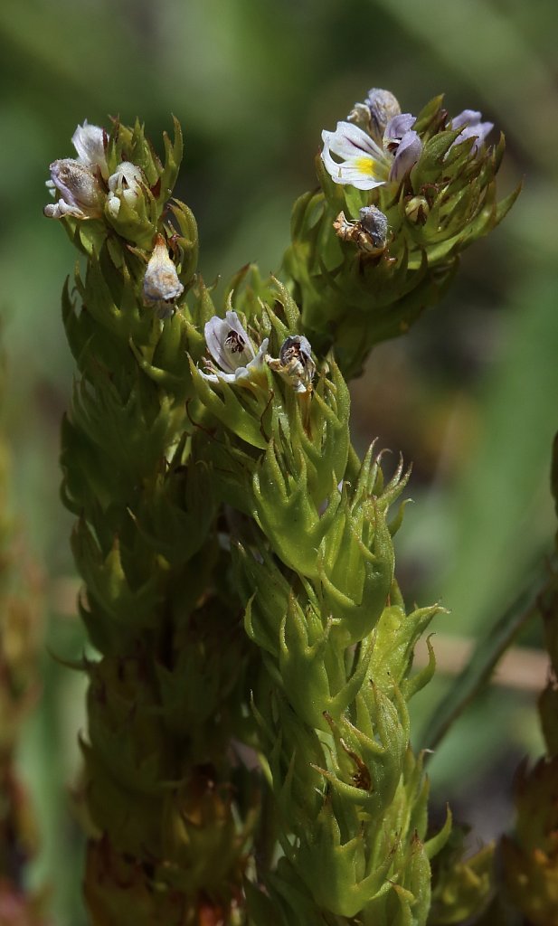 Euphrasia salisburgensis (Eyebright-of-Salzburg)