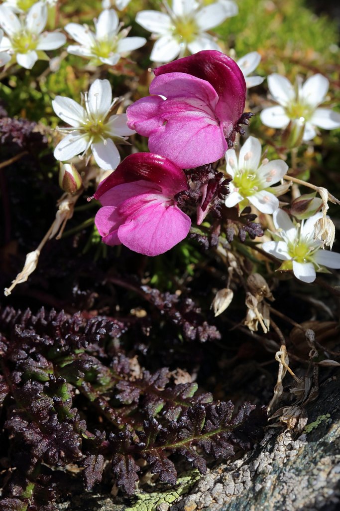 Pedicularis kerneri (Kerner's Lousewort)