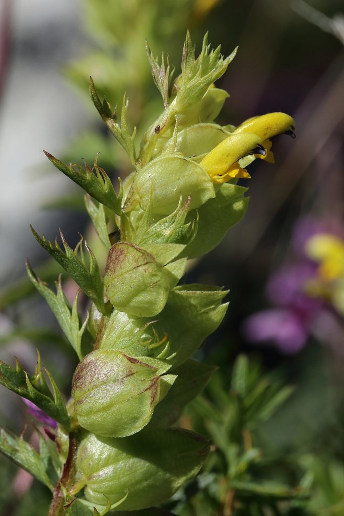 Rhinanthus glacialis (Aristate Yellow-rattle)