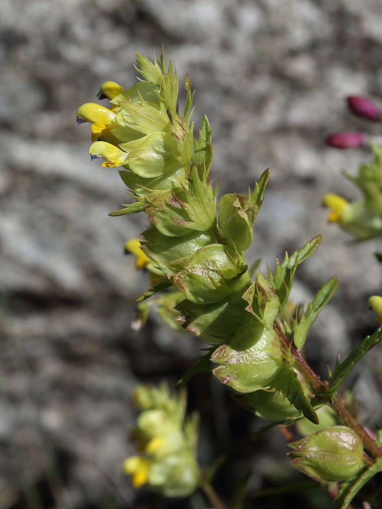 Rhinanthus glacialis (Aristate Yellow-rattle)