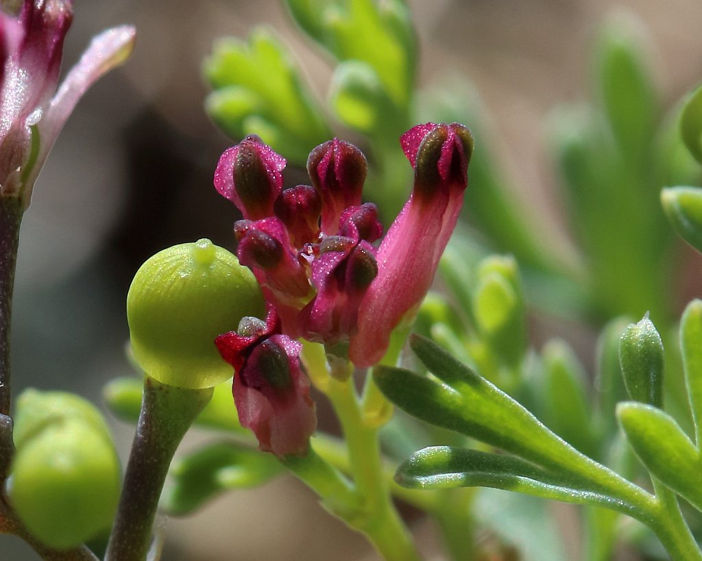 Fumaria schleicheri (Schleicher's Fumitory)