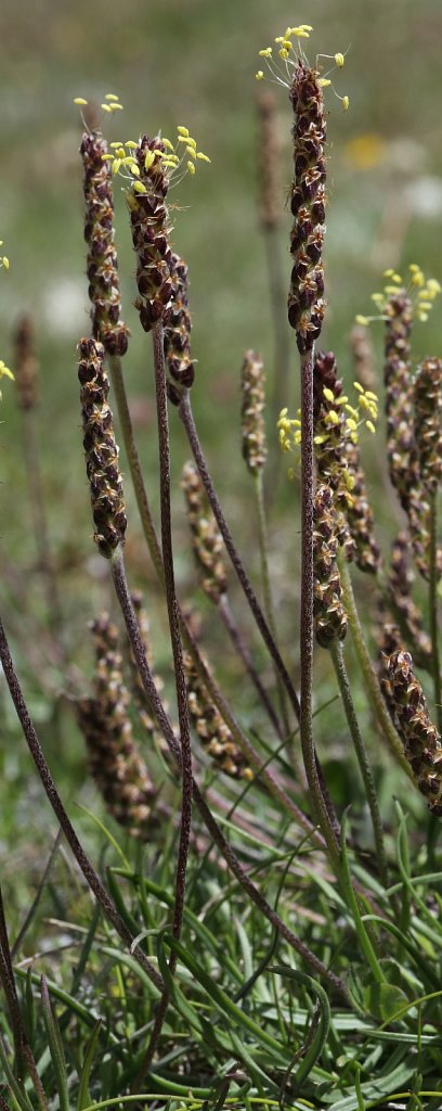 Plantago serpentina (Serpentine Plantain)