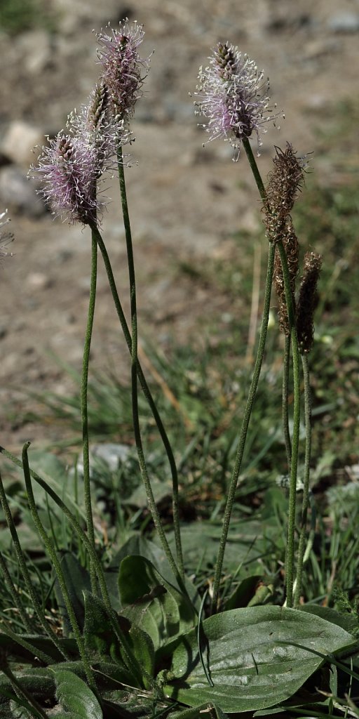 Plantago media (Hoary Plantain)