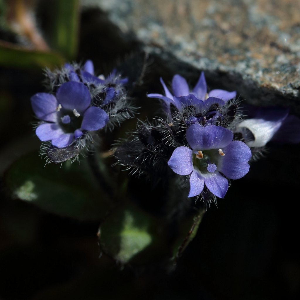 Veronica alpina (Alpine Speedwell)