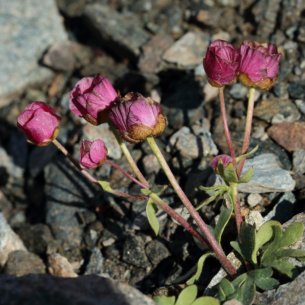 Ranunculus glacialis (Glacial Crowfoot)