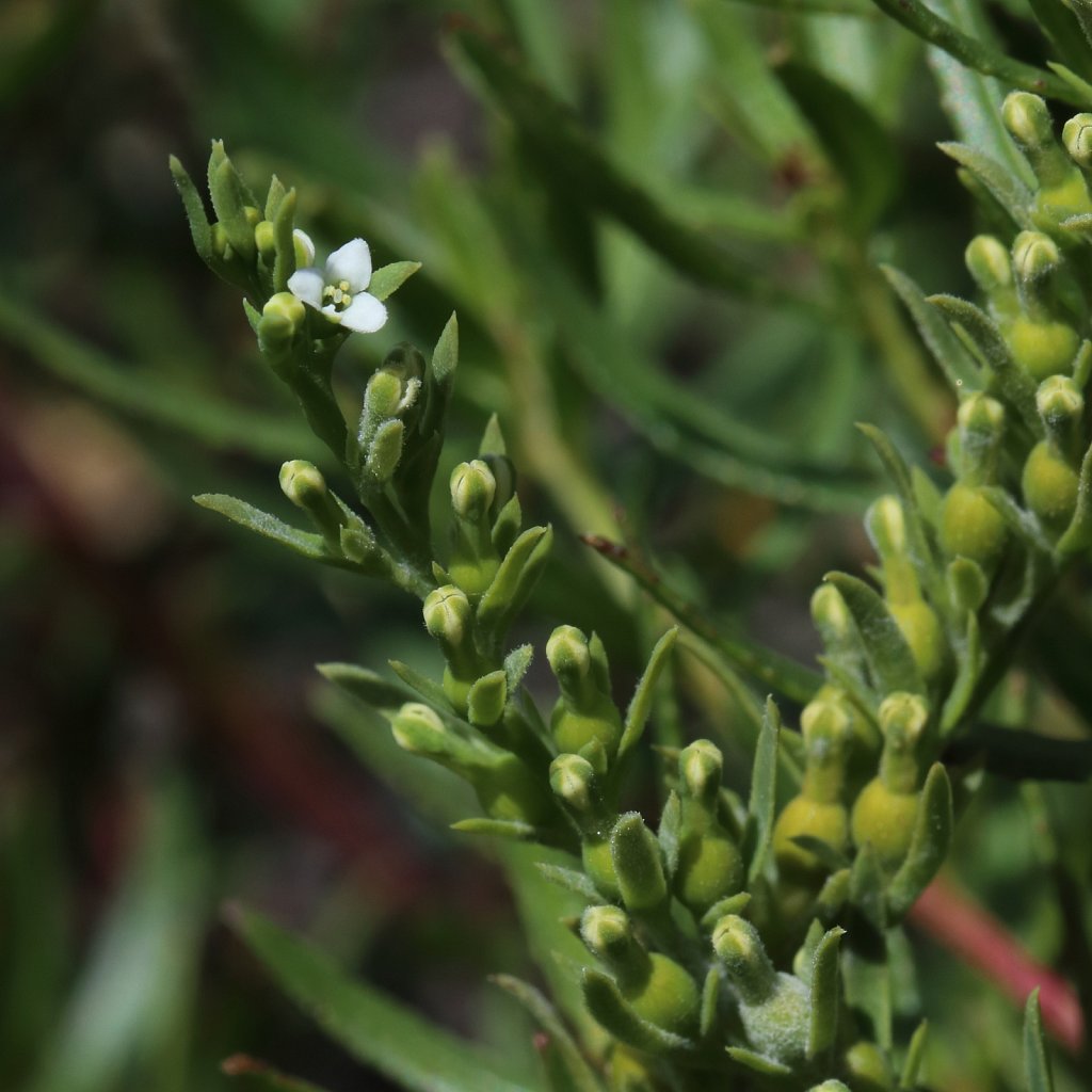 Thesium alpinum (Alpine Bastard-toadflax)