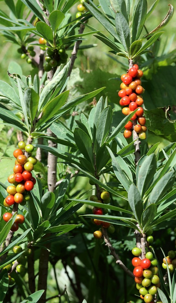 Thymelaceae (Daphnes)